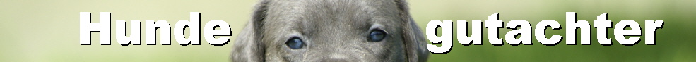 Hunde die ein Zuhause suchen - hunde-gutachter.me